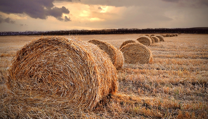 Un bail rural peut être verbal